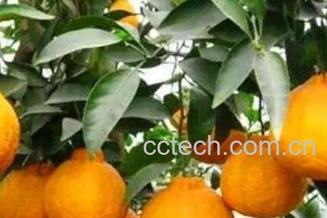 丑柑的功效与作用-0