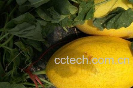 金密瓜的功效与作用-0