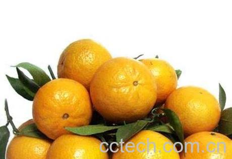 皇帝柑的功效与作用 皇帝柑的营养价值-1