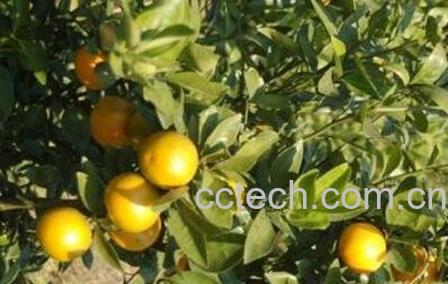 皇帝柑的功效与作用 皇帝柑的营养价值-0