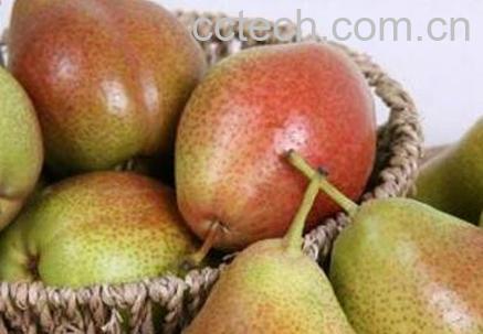 啤梨的药用价值-0