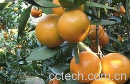 皇帝柑的优点与缺点-1