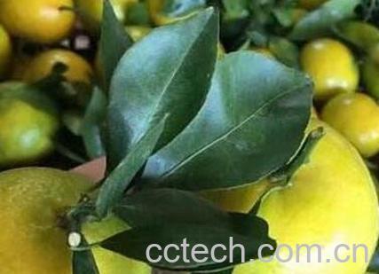 皇帝柑的优点与缺点-0