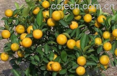 四季桔的养殖方法和注意事项-0