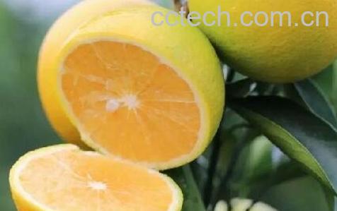 药橙的功效与作用 药橙怎么吃效果最好-0