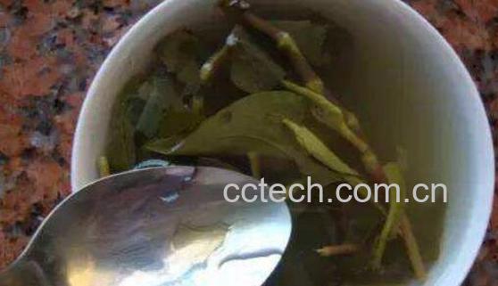 鱼腥草茶的功效与作用-1