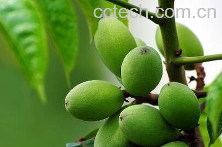 橄榄核的功效与作用-0