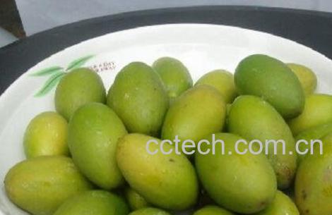 橄榄核的功效与作用-1