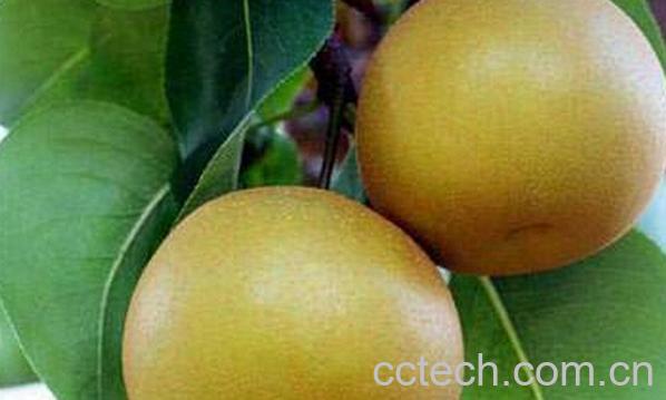 果蔬百科兰州冬果梨-0