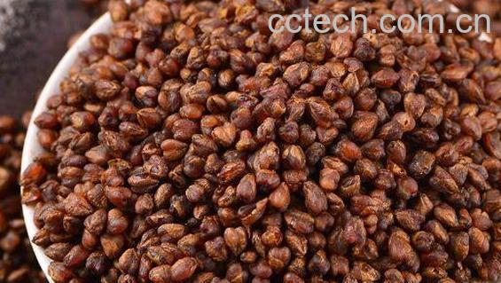 黑苦荞茶的功效与作用 黑苦荞茶的副作用-0