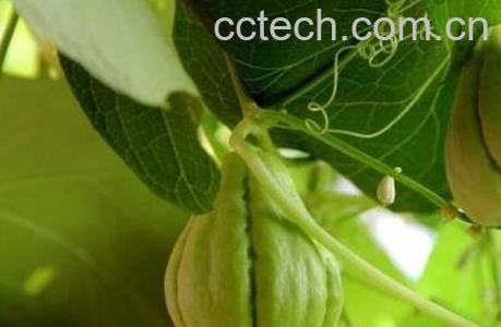 拂手瓜和什么相克-1