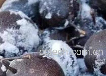 冻梨与什么相克-1