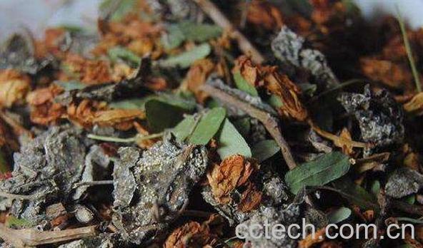 溪黄草茶可以常喝吗 溪黄草茶的功效-1