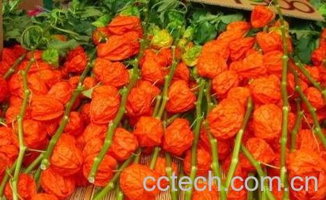 红姑娘的治病用法-0