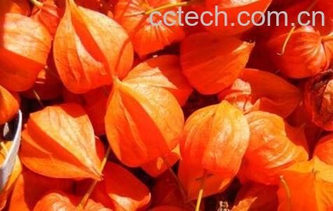 红姑娘的治病用法-1