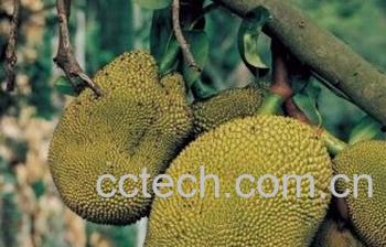 果蔬百科菠萝蜜-0