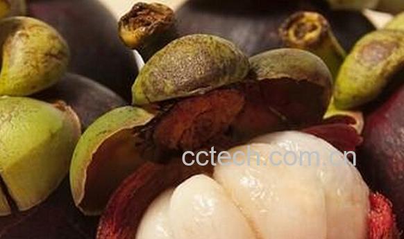 果蔬百科山竹好坏的辨别方法-0