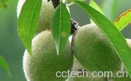 毛桃煮水的功效与作用-1