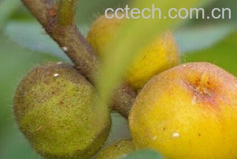 毛桃煮水的功效与作用-0