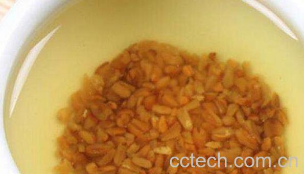 黄苦荞茶的功效与作用 黄苦荞能减肥吗-1