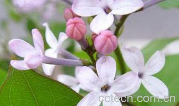 丁香花茶的功效和作用-1