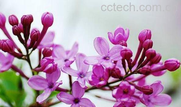 丁香花茶的功效和作用-0