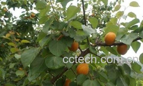 山杏和什么食物相克-0