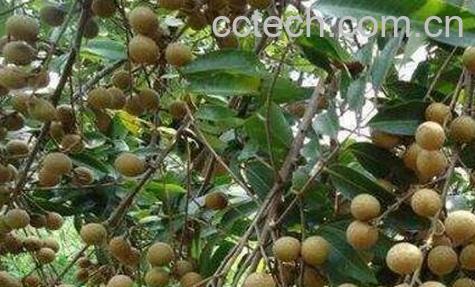 龙眼根的功效与作用-0