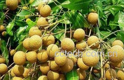 龙眼根的功效与作用-1