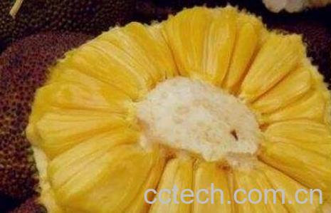 菠萝蜜中间的心怎么吃-0