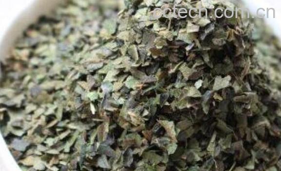 柿子叶茶的制作方法及冲泡方法-1