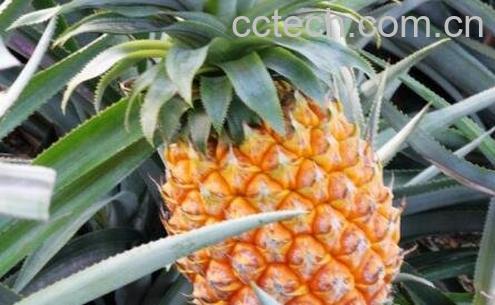 广东山菠萝怎么吃-0