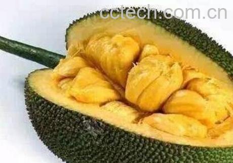 榴莲菠萝蜜怎么吃图解-1