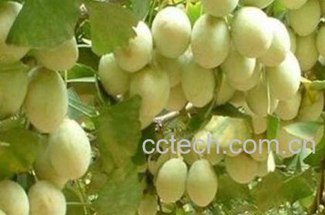 吃白果有什么好处-0