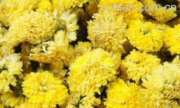 杭菊花怎么泡 杭菊花的正确冲泡方法-0