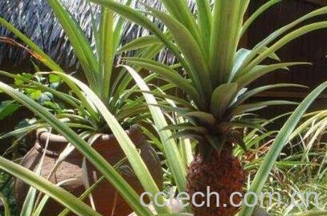 菠萝盆栽种植方法图解-0