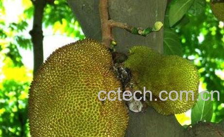 木菠萝怎么吃才好吃-0