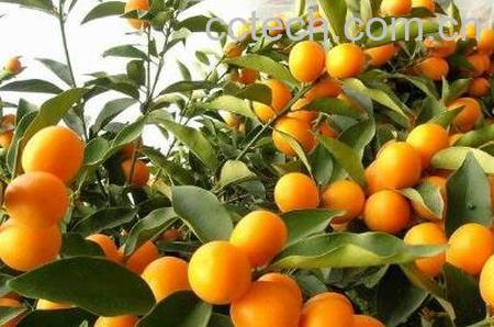 吃金桔的好处与功效作用-1