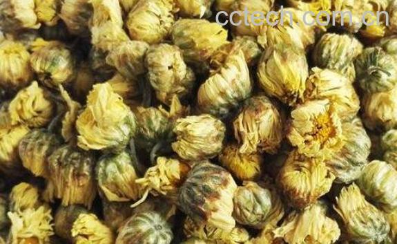 菊花能泡功夫茶吗 菊花茶怎么泡最好喝-0