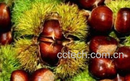 吃栗子的好处与功效与作用-0