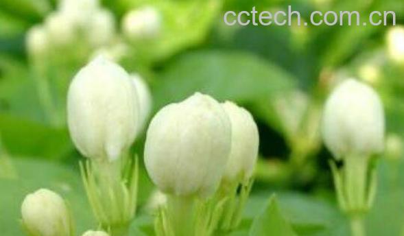 鲜茉莉可以泡水喝吗 茉莉泡水禁忌-1