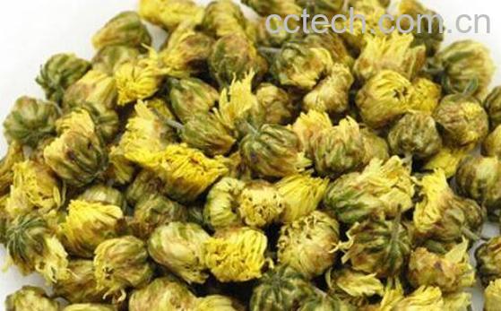 胎菊茶的功效与作用-0