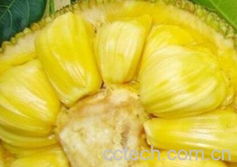 整个的菠萝蜜怎么吃-1