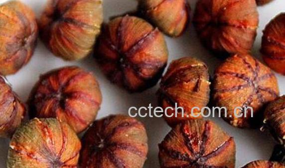 昆仑胎菊的功效与作用-0