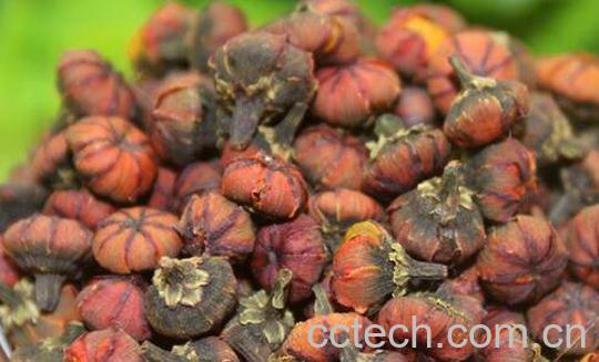 昆仑胎菊的功效与作用-1