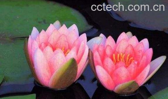 睡莲怎么养 睡莲的养殖方法和注意事项-1