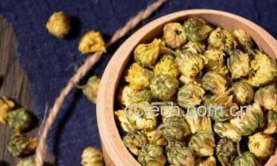 菊胎的功效与作用及禁忌-1