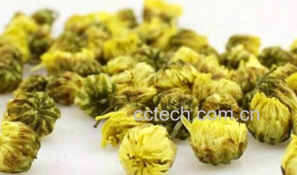 菊胎的功效与作用及禁忌-0