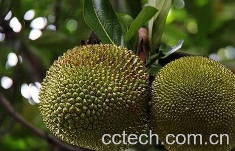 树菠萝籽怎么吃-0