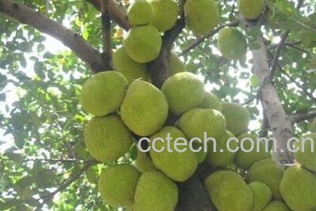 树菠萝籽怎么吃-1